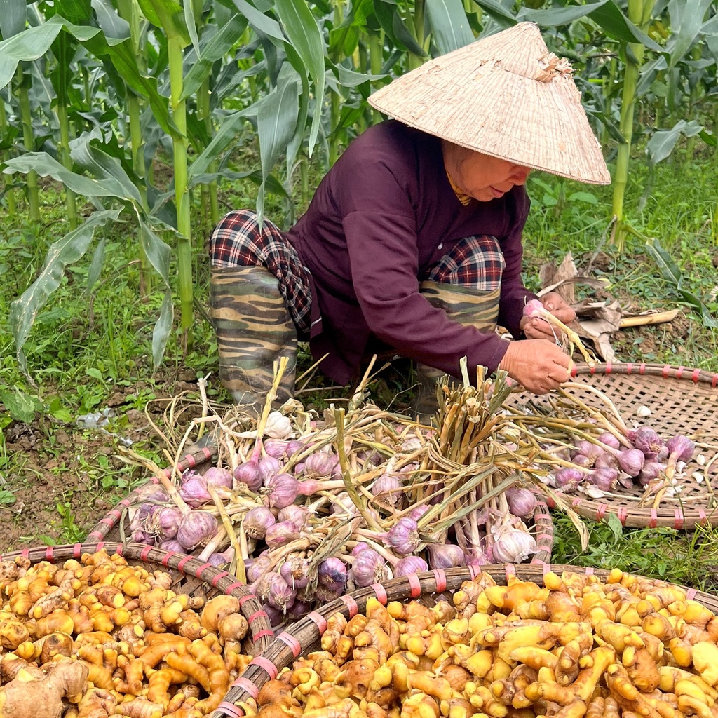 Cốt xông tắm gừng tỏi Tô Nhiên giúp kháng khuẩn, tăng cường hệ miễn dịch cho cả gia đình 100g