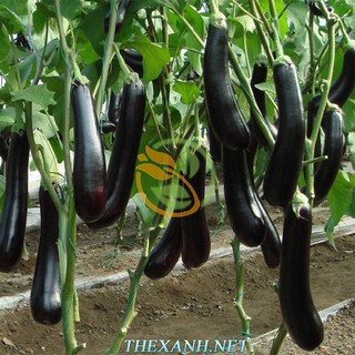 Bộ 1 gói hạt giống cà tím dài.