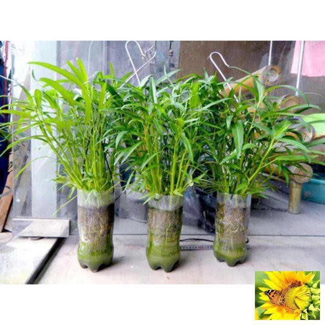 Hạt giống Rau Muống Lá Tre dễ trồng 50 hạt