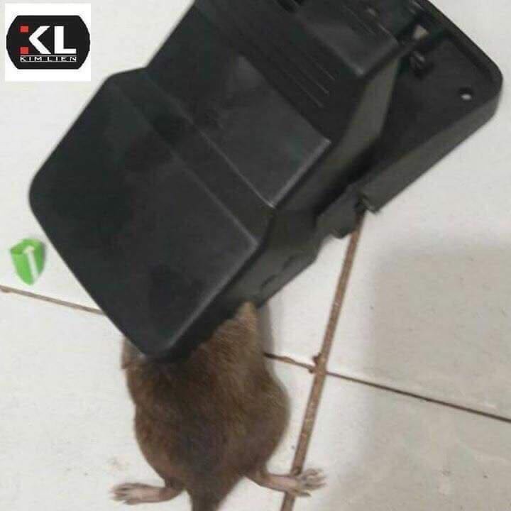 Bẫy chuột thông minh