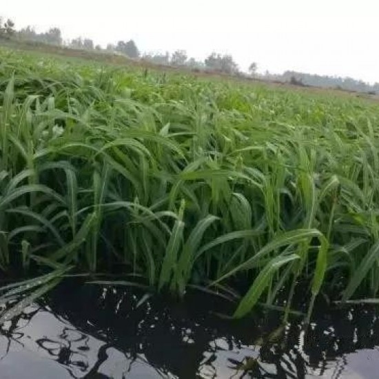 HẠT GIỐNG CỎ CHỊU NGẬP UBON PASPALUM - GÓI 100 GRAM