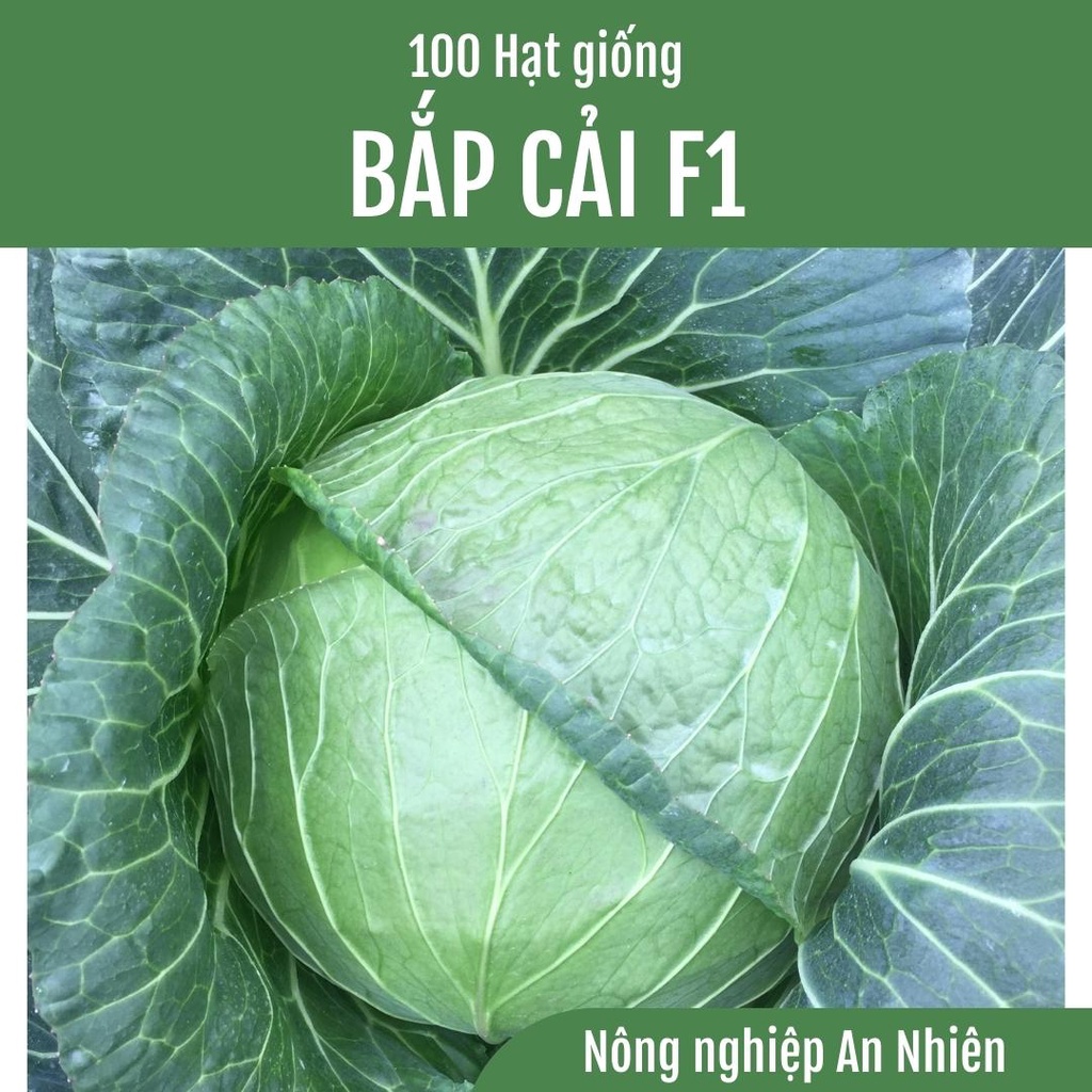 100 Hạt giống BẮP CẢI NHẬT LAI F1 -