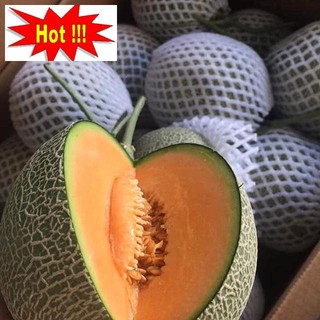 Hạt giống Dưa lưới F1 (Ruột cam, Siêu ngọt)