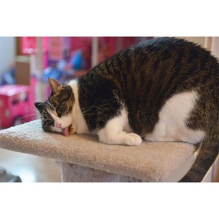 Cỏ bạc hà mèo Catnip 10gr