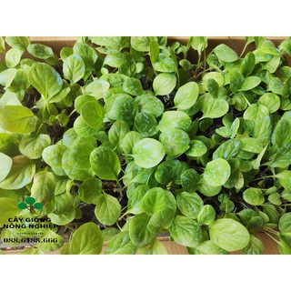 Cây giống hoa đồng tiền 10 cây