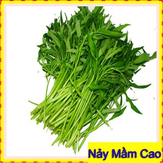 50Gr Hạt giống Rau Muống ☀FREESHIP☀ Hạt giống Rau Muống Lá Tre, Năng Suất Và Tỷ Lệ Nảy Mầm Cao