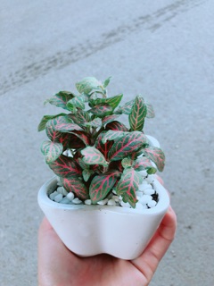 Chậu Cẩm Nhung Đỏ (lá may mắn)