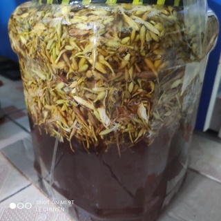 Hoa đu đủ đực ngâm mật ong