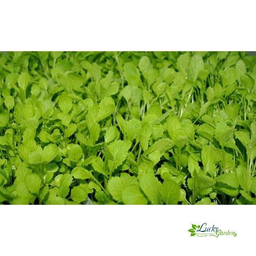 20g Hạt giống Cải xanh Baby XTRA TẶNG KÈM PHÂN VÀ KÍCH MẦM