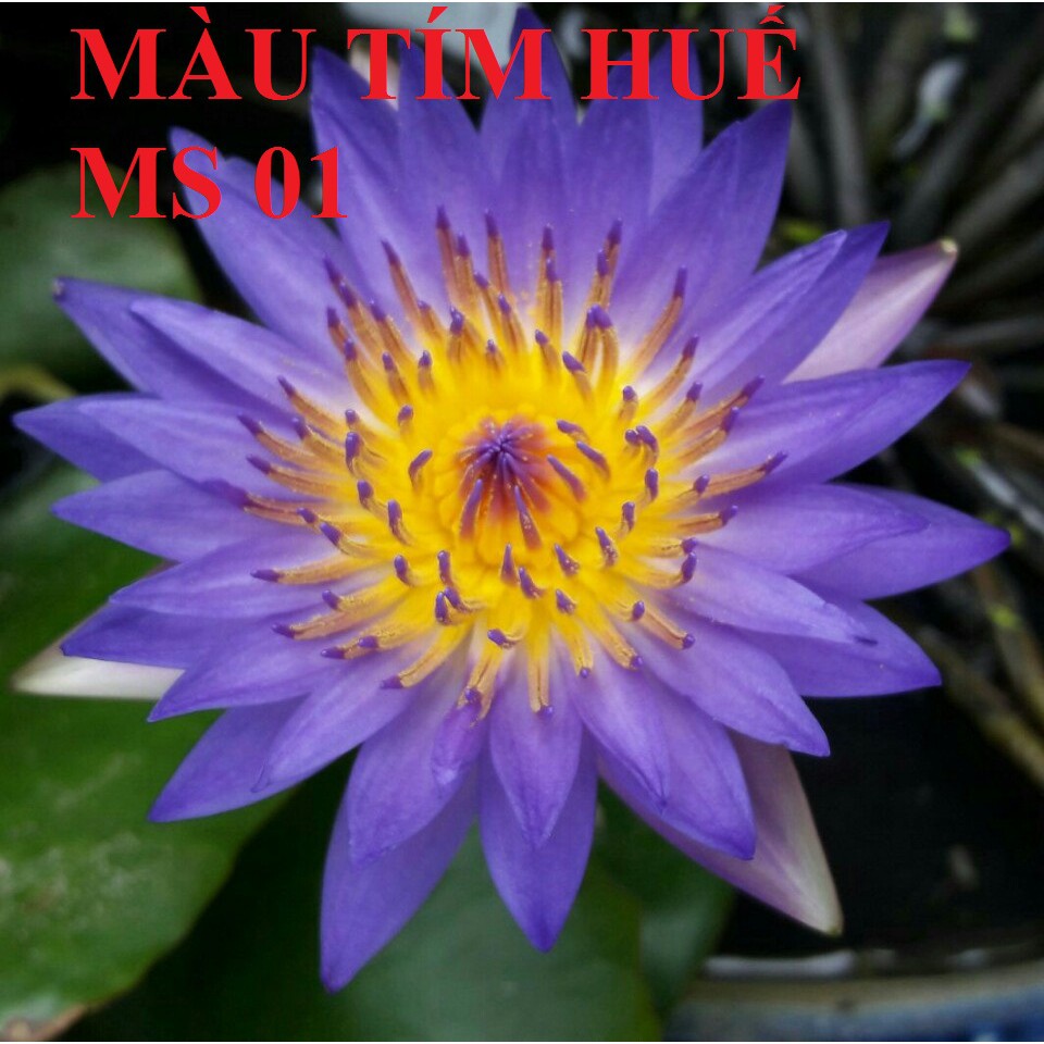 Combo 4 cây to Hoa Súng Thái Lan mix màu CB2