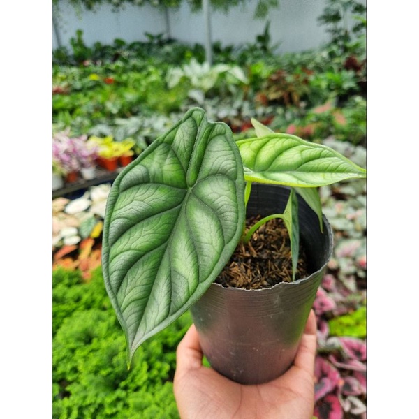 Cây rồng xanh - Alocasia dragon scale