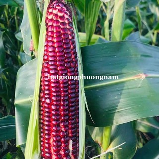 HẠT GIỐNG BẮP NGÔ TÍM