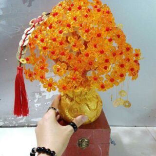 Cây Kim Tiền Tài Lộc 🌳🌳