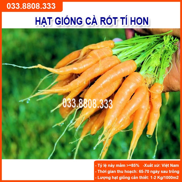 Hạt Giống Củ Cà Rốt Tí Hon - Củ Dài Đặc Ruột