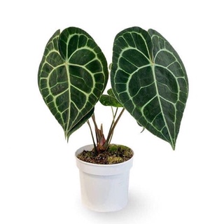 Cây kiểng lá tim, ANTHURIUM CLARINERVIUM