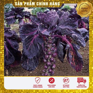 Hạt giống bắp cải mini tím dinh dưỡng siêu kute