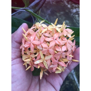 Giống bông trang vàng hường đọt xanh mẫu đơn vàng hường đọt xanh bông đậm