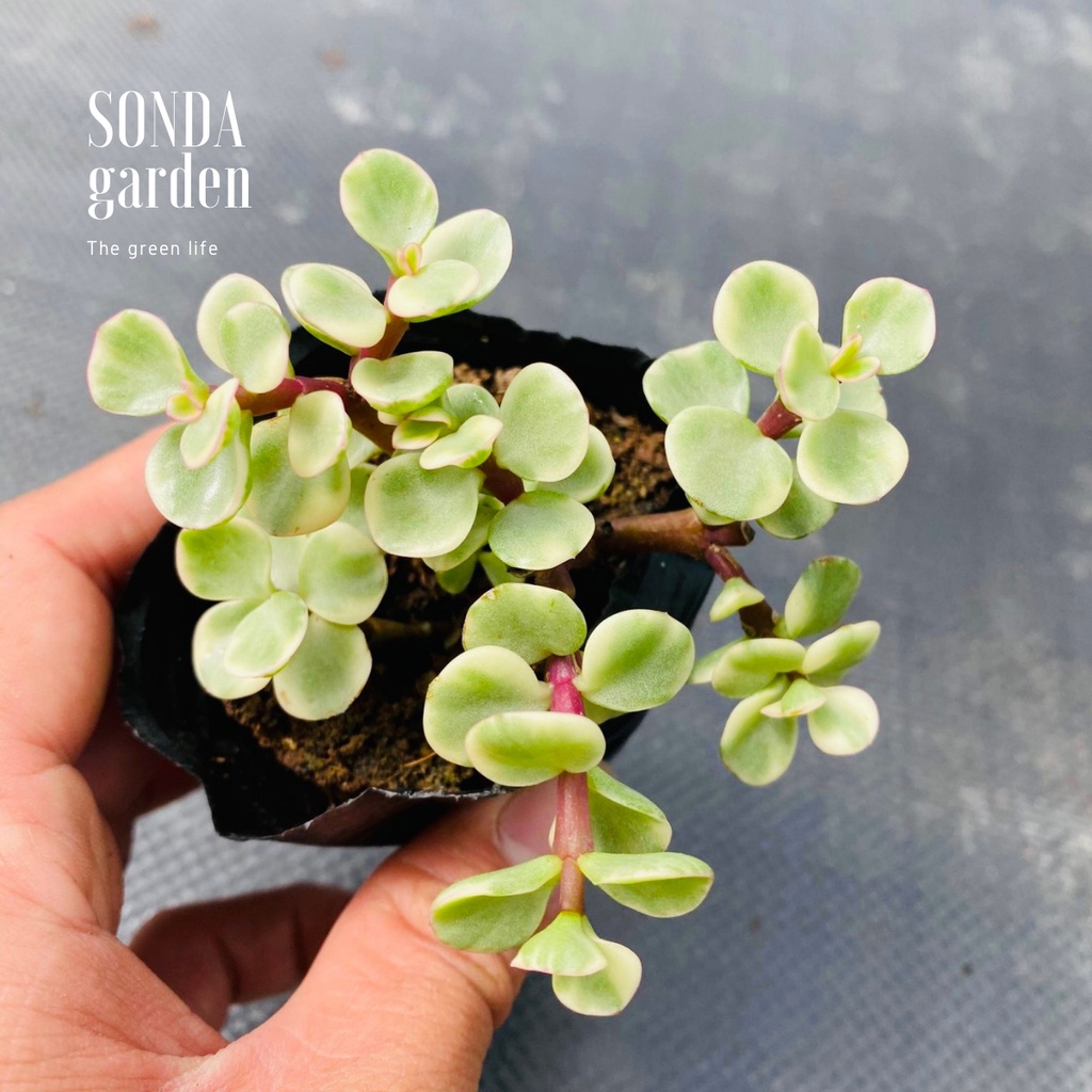 Sen đá đô la SONDA GARDEN size bé 5-8cm, xuất xứ Đà Lạt, khoẻ đẹp, lỗi 1 đổi 1