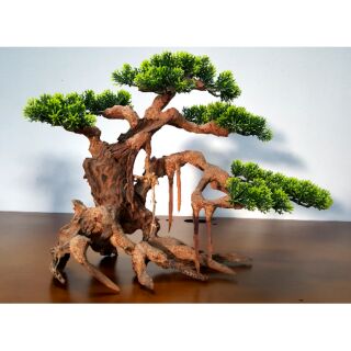 Lũa bonsai cây đại số 4 trang trí hồ cá( Ngan 45- Cao40-20cm-)