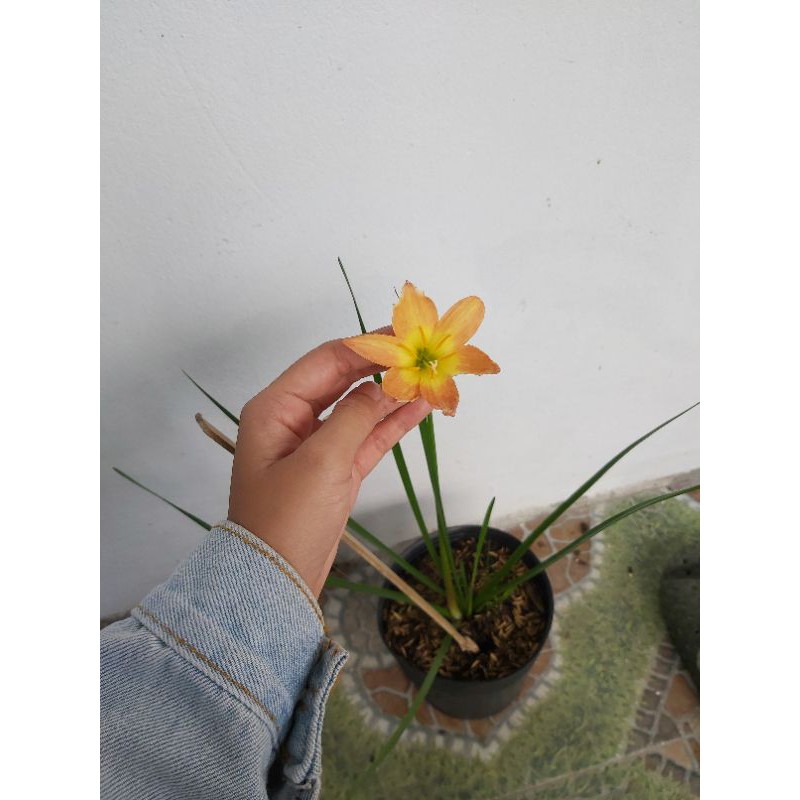 Cây Huệ mưa màu cam