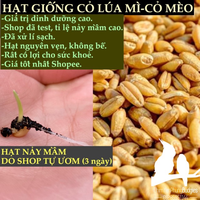 1kg hạt giống Cỏ Lúa Mạch tốt cho sức khoẻ (ươm lấy nước uống).