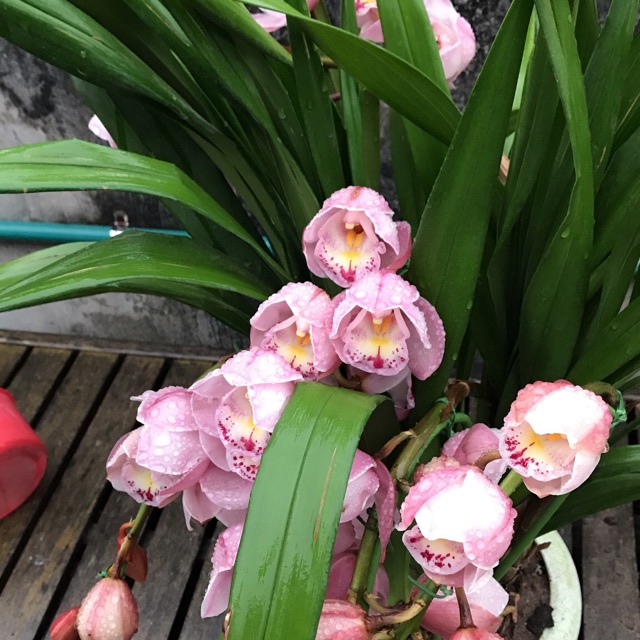 vuhoangduc56
