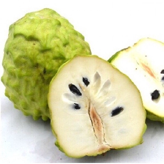 CÂY GIỐNG NA DAI ĐÀI LOAN SIÊU NGON SIÊU KINH TẾ- CAM KẾT HÀNG CHUẨN F1