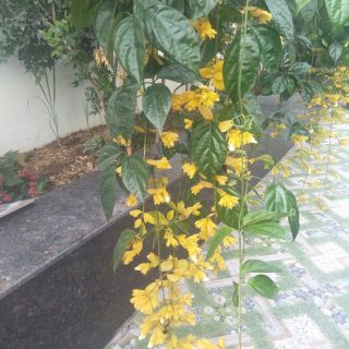 Giỏ treo lan hoàng dương