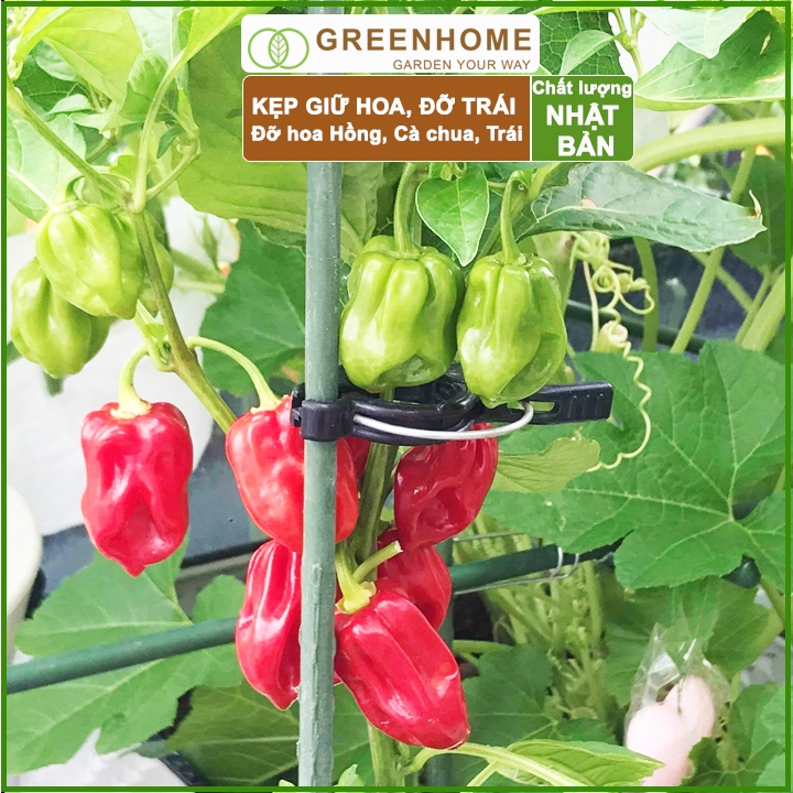 Kẹp cố định thân cây Nhật Bản, Daim, đỡ hoa, trái, tiện lợi, độ bền 5 năm |Greenhome