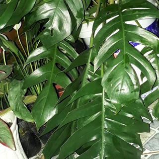 Trầu bà lá xẻ cao 60cm 951