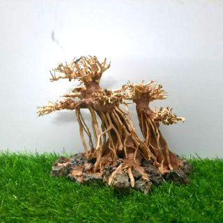 LŨA BONSAI CẤY RÊU ( N22cm - C13cm - S14cm)