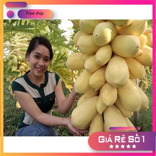 Hạt giống Đu đủ vàng (05 hạt)