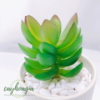 Cây giả - Sen Đá SiIIcol SP001127