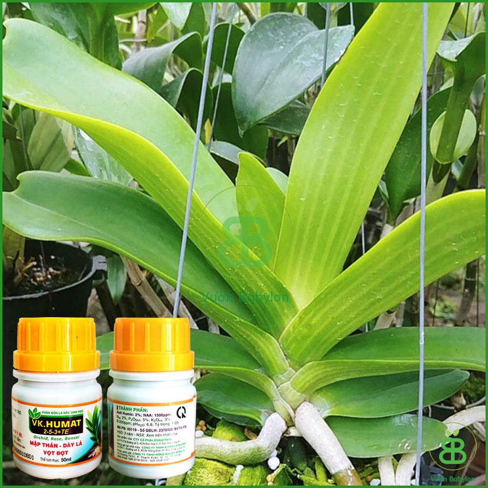 Phân Bón Sinh Học VK HUMAT 50ml_Phân bón qua lá NPK 2-5-3 + TE giúp cây Mập Thân, Dày Lá, Vọt Đọt