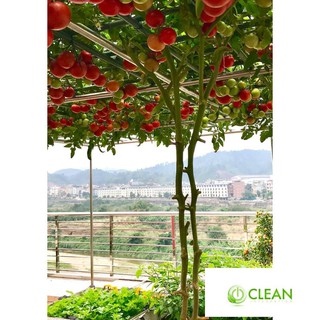 Hạt giống cà chua bạch tuột