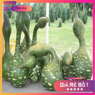 HẠT GIỐNG BẦU THIÊN NGA (5 HẠT) LUCKY.VN