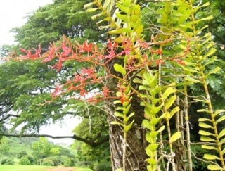 Lan phượng vỹ