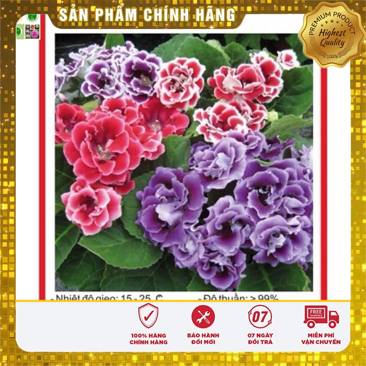 Hạt giống Hoa Tử La Lan - 5 Hạt