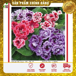 Hạt giống hoa tử la lan - 5 hạt