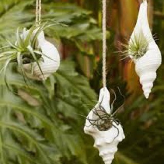 Vỏ ốc trồng cây cảnh