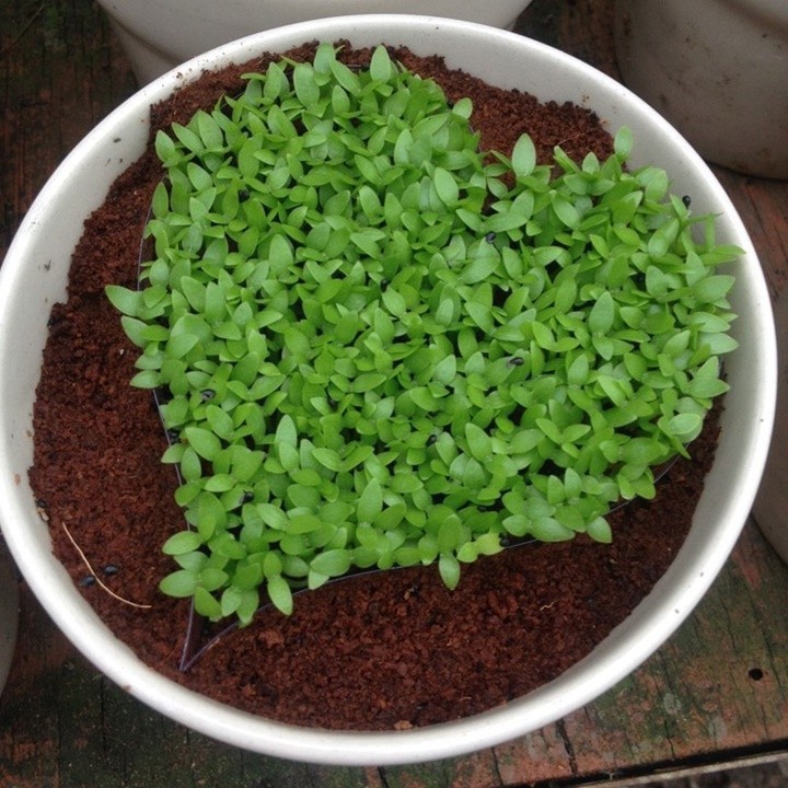 HẠT GIỐNG CỎ MAY MẮN - GÓI 1 GRAM