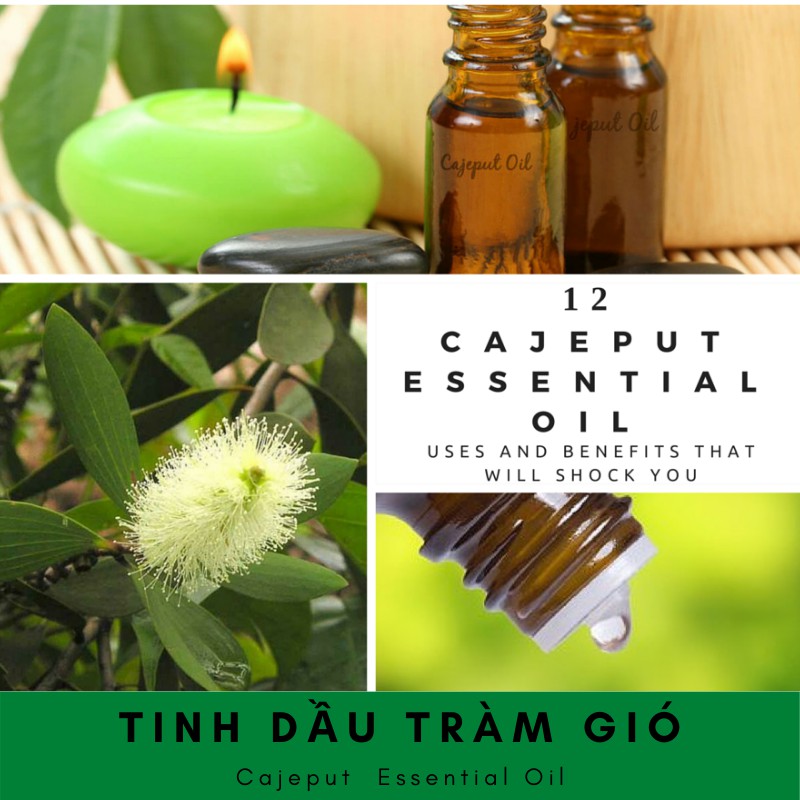 Tinh dầu tràm gió Cajeput 05ml