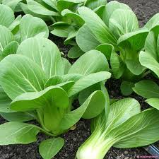 Hạt giống Cải Chít 20gr ~4000 Hạt