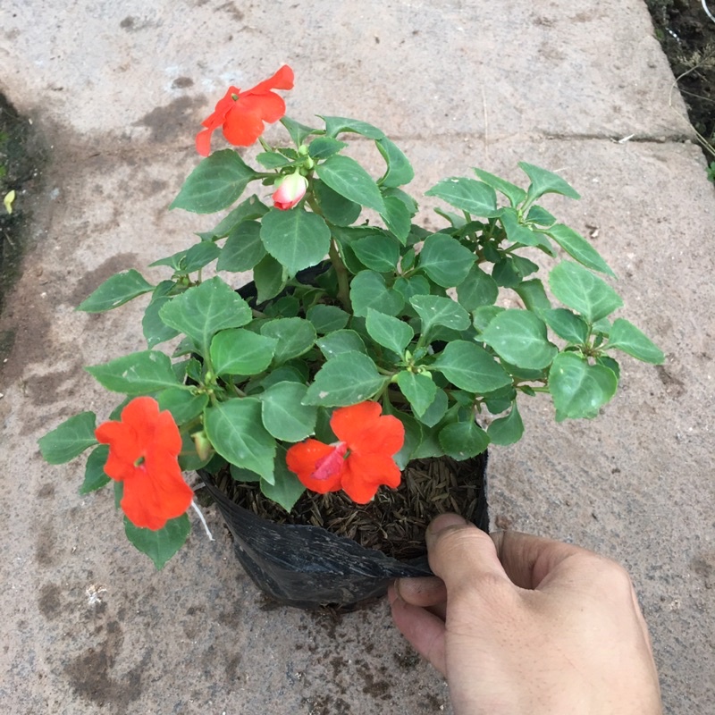 Hoa Ngọc Thảo Đơn Sẵn Nụ Và Hoa