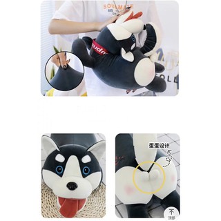 Chó Rangdoll Bông,Chó Husky Ôm Dài