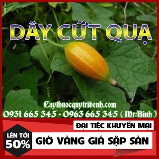 Dây Cứt Quạ Khô 500gr [Hàng Công Ty Loại 1]