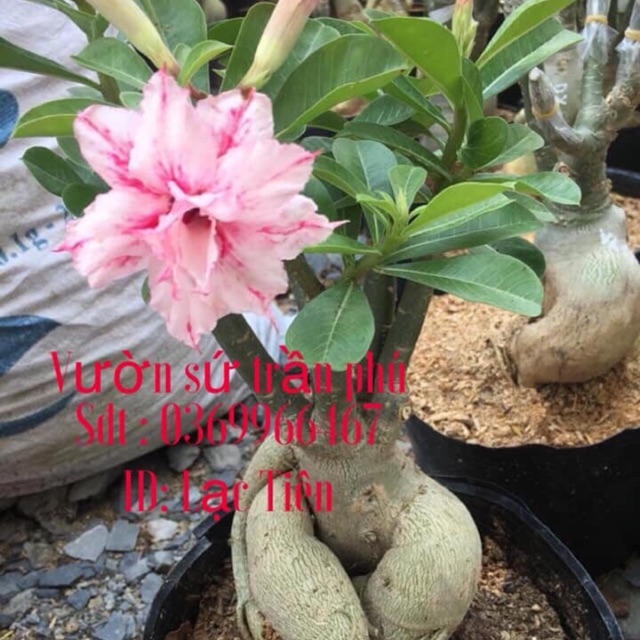 Hoa Sứ Lạc Tiên