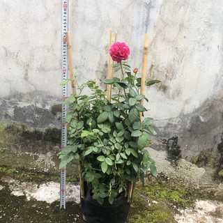 [Cây giống hoa] Hồng bụi Ligare 230 size chậu C10