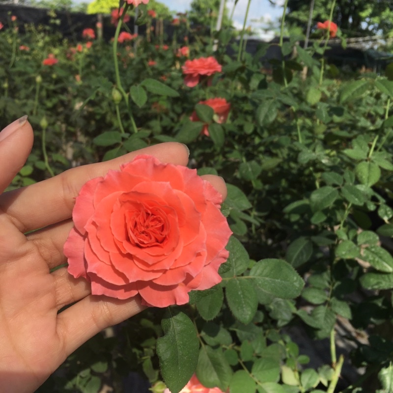 Hồng cam Sweet Fragrance