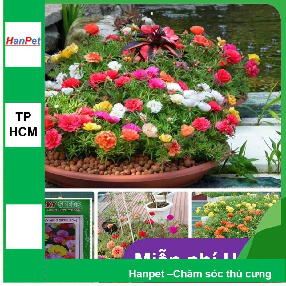 HCM- (HOA TRONG NHÀ) Hạt giống hoa Mười giờ Mỹ- (gói 20 hạt)Thuần hóa Phù hợp khí hậ